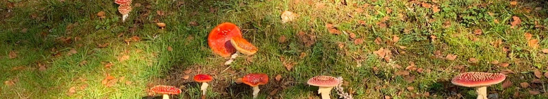 Herfstvakantie tips ardennen camping bertrix